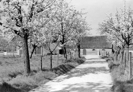 841030 Gezicht op een boerderij met bloeiende boomgaard bij de Ossenwaard te Cothen.